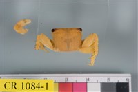 藏品(方形大額蟹)的圖片